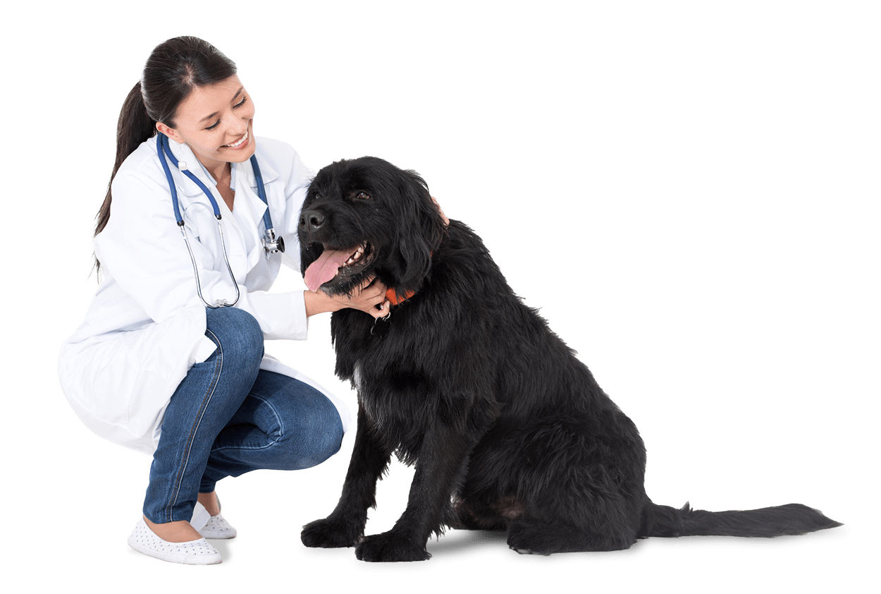 img-vet-dog