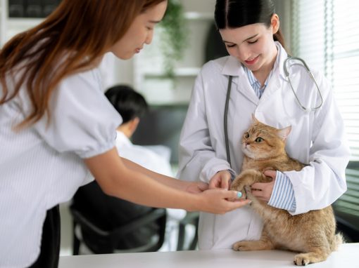 img-vet-feature-1